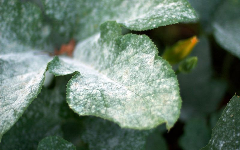 7 Best Fungicide for Powdery Mildew (2021 Reviews & Guide) 8 best fungicides against powdery mildew