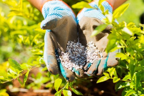 The 9 Best Fertilizer for Strawberries 2021 (Reviews & Guide) 10 best granules for strawberries