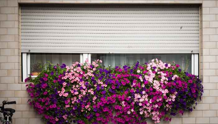 7 Best Fertilizer for Geraniums (Reviews & Guide) 8 best fertilizer for geraniums plant