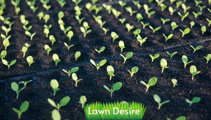 5 best Seedling Trays - 2021 (Reviews and Guide) 6 best planting trays