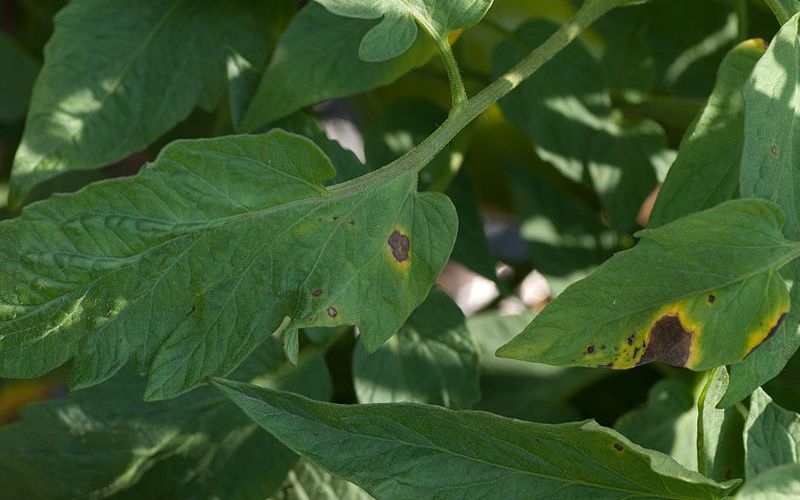 6 Best Fungicide for Tomatoes (Early Blight & Late Blight) 7 early blight of tomato