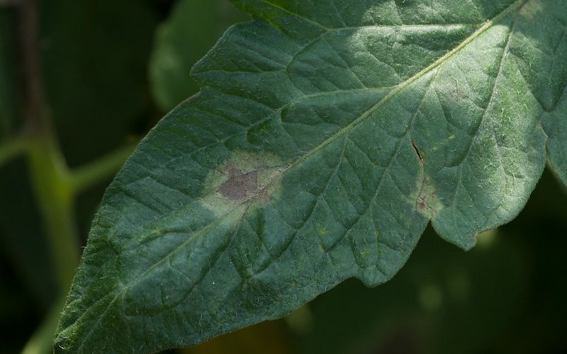 6 Best Fungicide for Tomatoes (Early Blight & Late Blight) 8 late blight of tomato