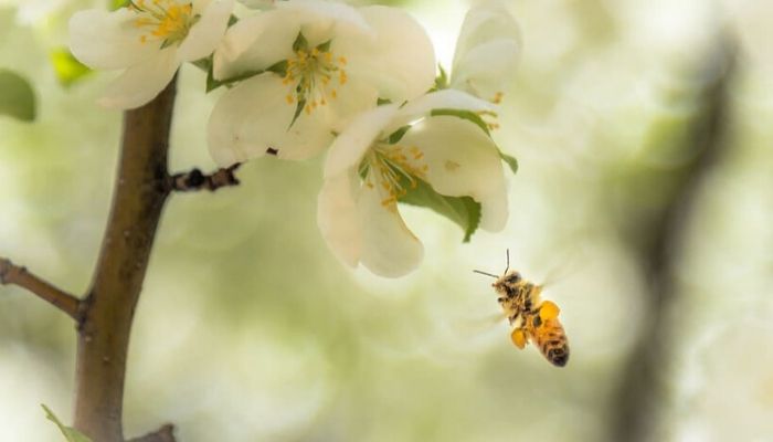 How to Make Beehive - Follow 5 Simple Steps 3 Caucasian bee