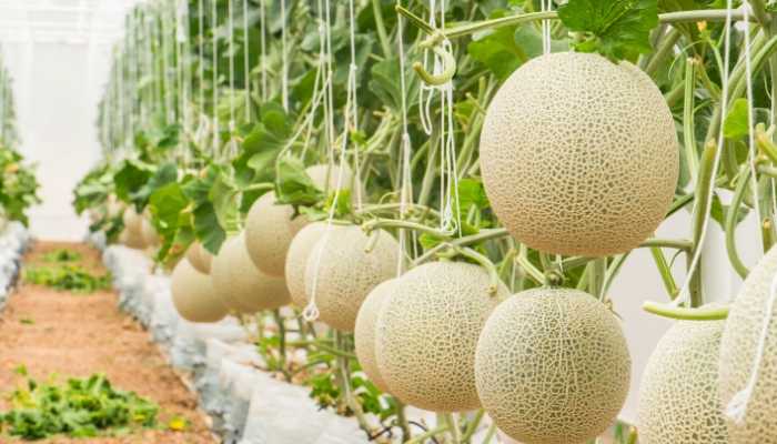 The 7 Best Fertilizer For Cantaloupe - 2021 (Reviews) 8 Fertilizer-For-Cantaloupe