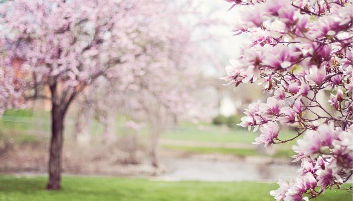 7 Best Fertilizer for Magnolias - 2021 (Reviews) 9 fertilizer for magnolias