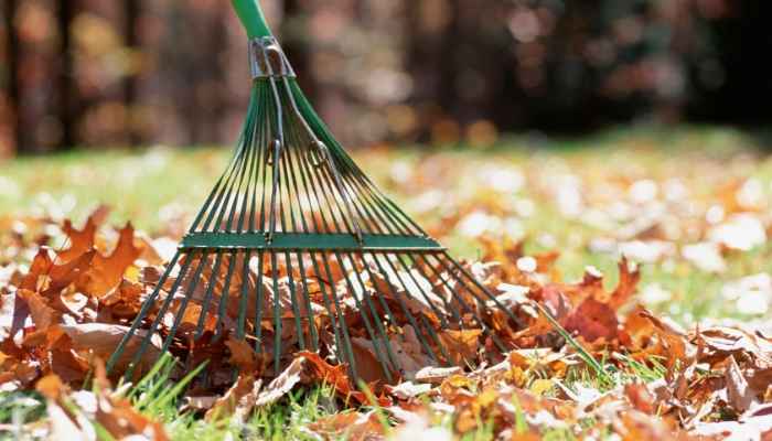 10 Best Rakes for Dethatching - 2021 (Reviews) 12 Rake for Dethatching