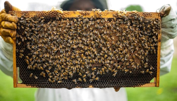 How to Make Beehive - Follow 5 Simple Steps 7 bee swarm