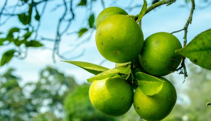 The 12 Best Fertilizer for Citrus Trees - 2021 (Reviews) 13 fertilizer for citrus