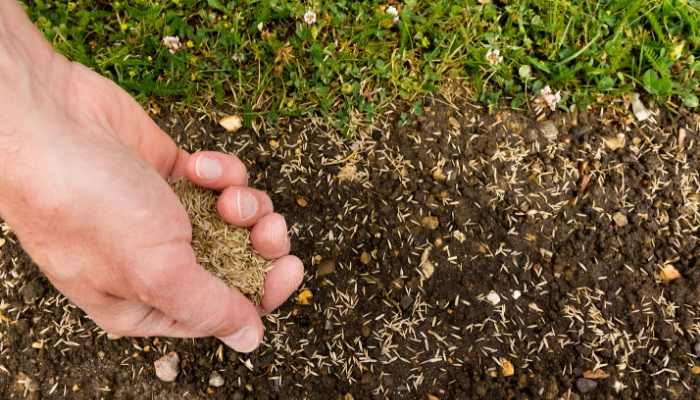9 Best Grass Seed for Shade in 2021 (Reviews and Guide) 11 best grass seed in shade