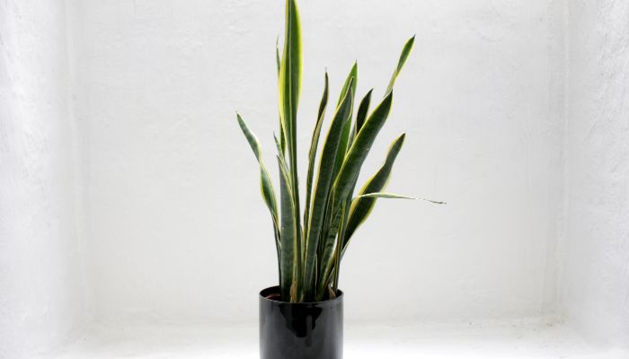 Best Spider Killer for Lawns (Reviews & Guide) 1 best jade plant in 2020