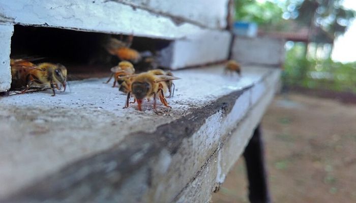 How to Make Beehive - Follow 5 Simple Steps 2 italian bee
