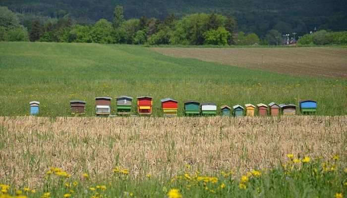 How to Make Beehive - Follow 5 Simple Steps 6 location of beehive