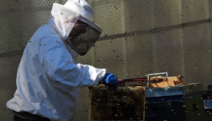 How to Make Beehive - Follow 5 Simple Steps 4 Russian bee