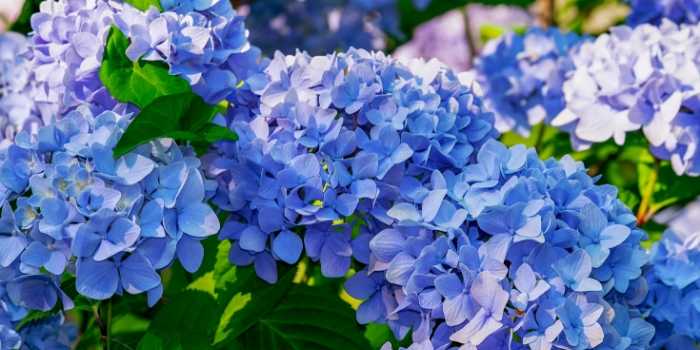 The 9 Best Fertilizer for Hydrangeas - 2021 Reviews 10 fertilizer for hydrangeas