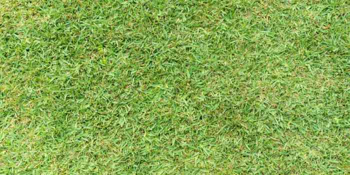 The 9 Best Fertilizer for St Augustine grass - 2021 Reviews 10 Fertilizer-for-St-Augustine-grass