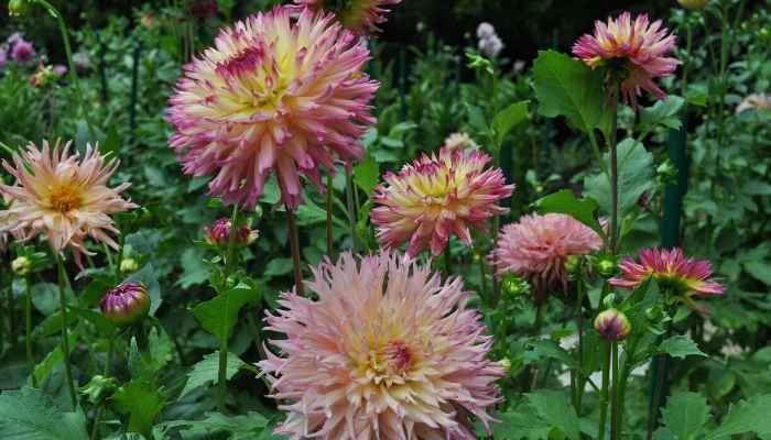 The 10 Best Fertilizer for Dahlias - 2021 Reviews & Guide 11 fertilizer for dahlias