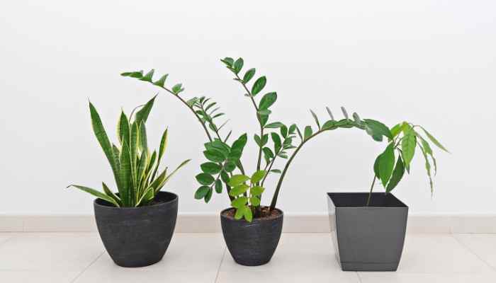 11 Best Fertilizer for Indoor Plants - 2021 (Reviews & Guide) 12 fertilizer for indoor plants