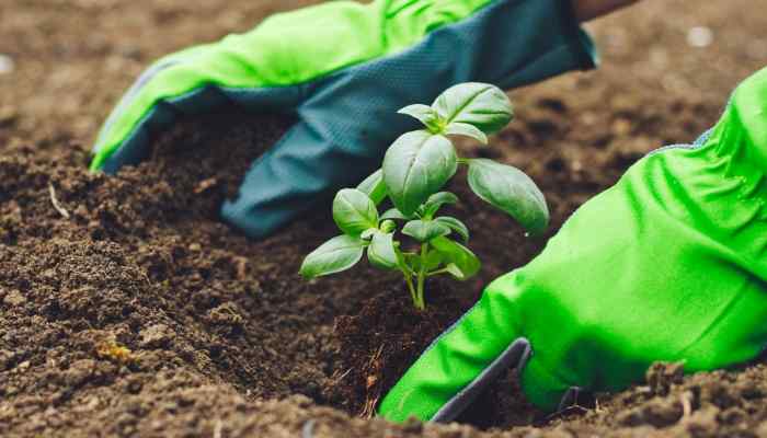 Why one should start gardening? 7 Steps Guide 1 gardening