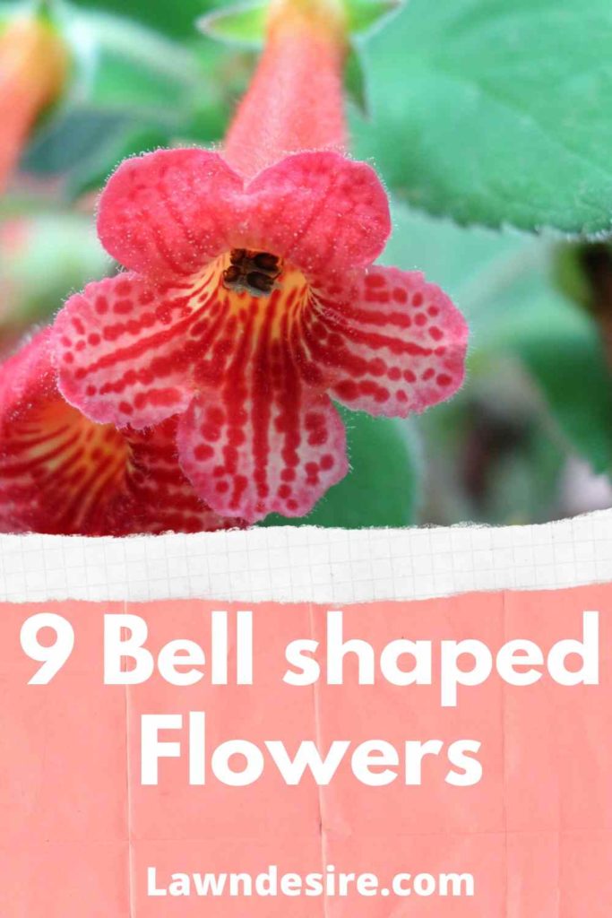6 Bell Shaped Flowers - With Images 10 6-Bell-Shaped-Flowers