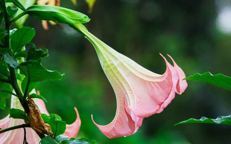 6 Bell Shaped Flowers - With Images 5 Angel’s-Trumpet