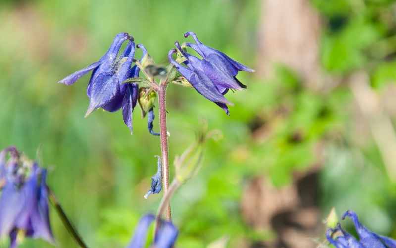 6 Bell Shaped Flowers - With Images 3 Campanula