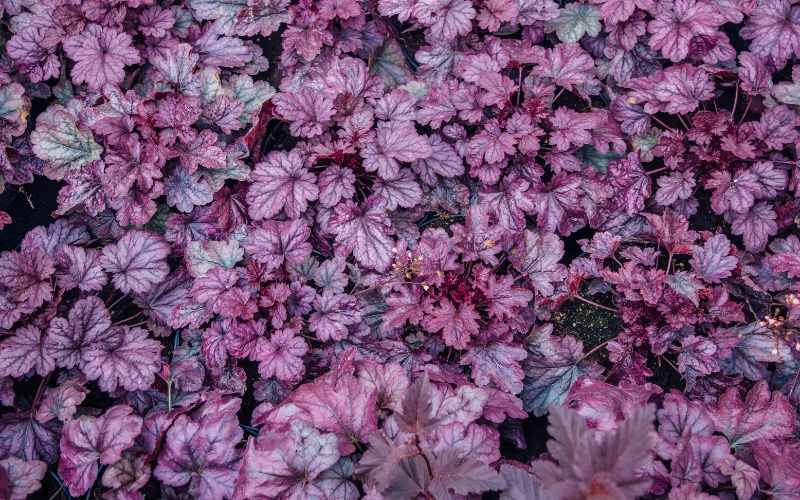 6 Bell Shaped Flowers - With Images 8 CORAL BELL