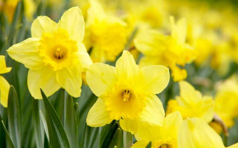 6 Bell Shaped Flowers - With Images 7 Daffodil