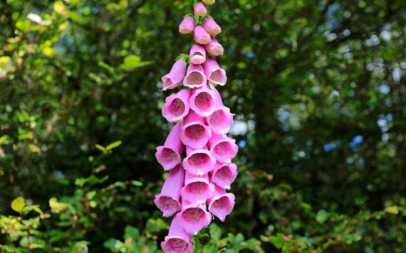 6 Bell Shaped Flowers - With Images 4 Foxglove