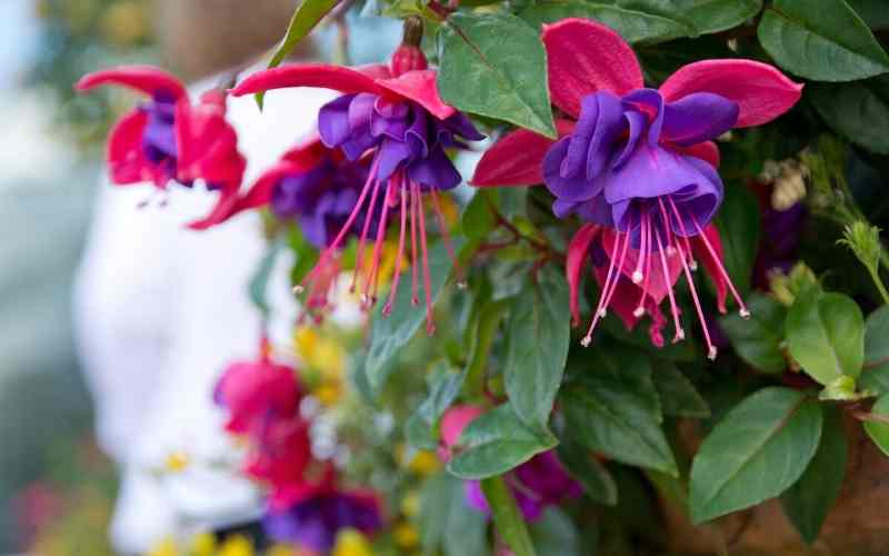 6 Bell Shaped Flowers - With Images 1 Fuschia