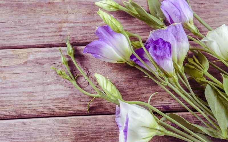 6 Bell Shaped Flowers - With Images 6 Hyacinthoides