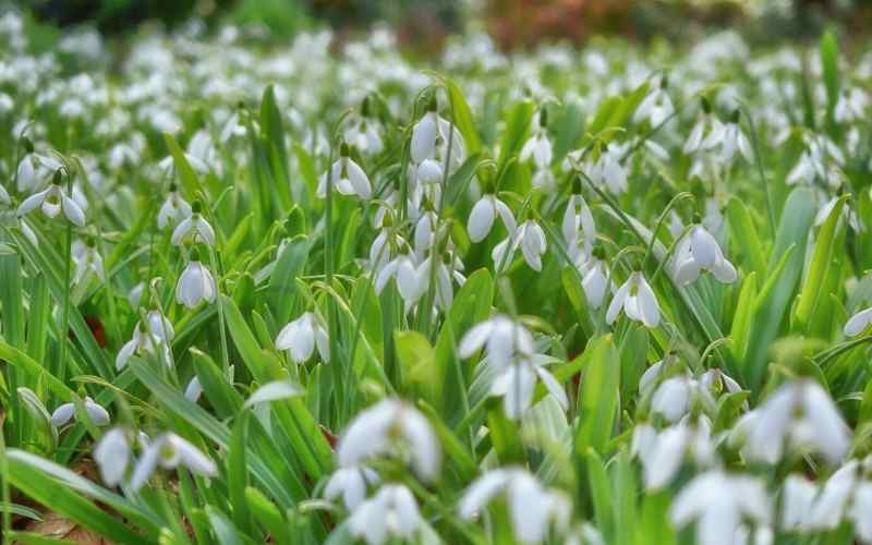 6 Bell Shaped Flowers - With Images 2 snow drops