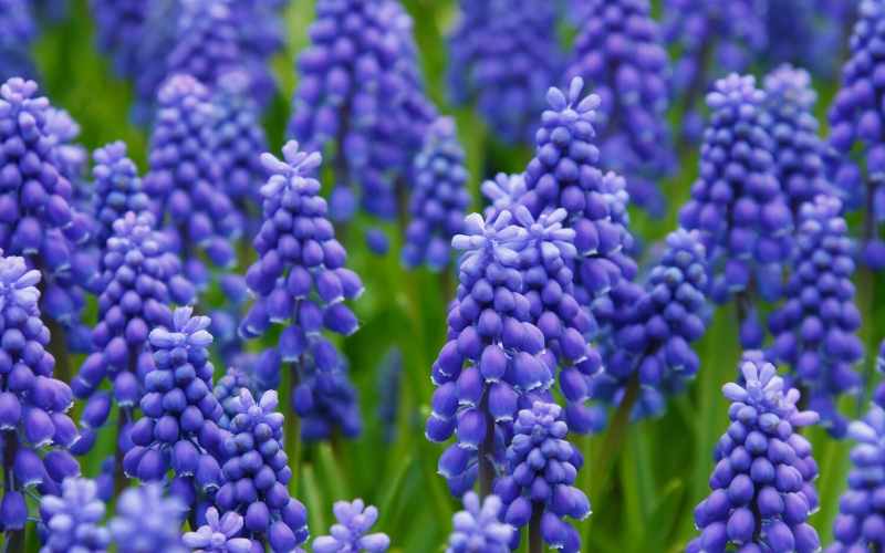 6 Bell Shaped Flowers - With Images 9 MUSCARI