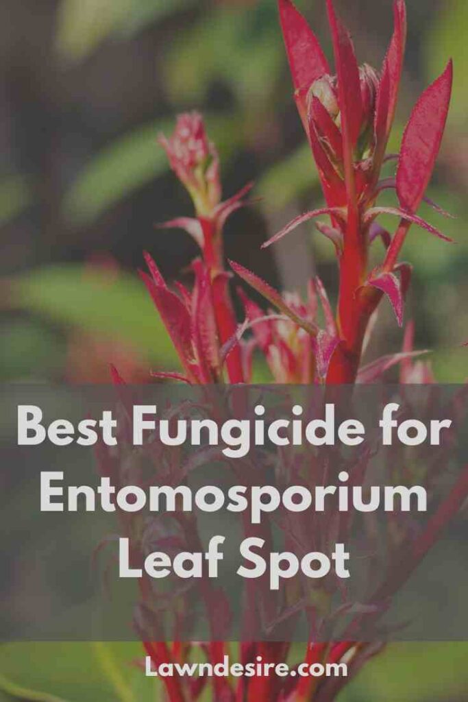 5 Best Fungicide for Entomosporium Leaf Spot - 2021 Reviews 6 Fungicide-for-Entomosporium-Leaf-Spot