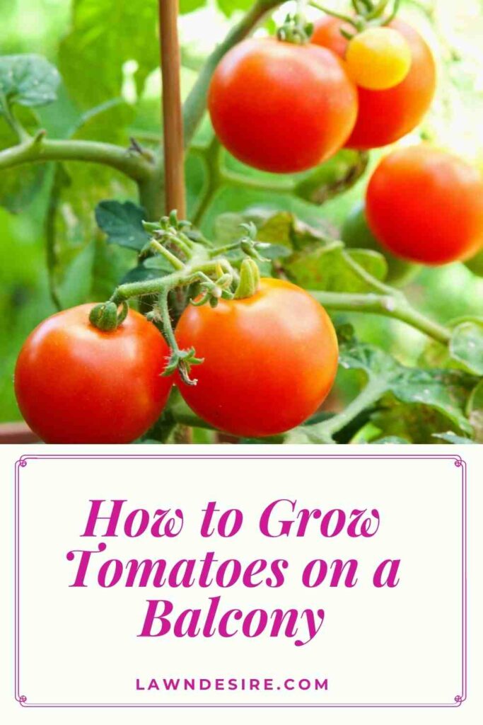 How to Grow Tomatoes on a Balcony - 11 Easy Steps 3 grow tomatoes