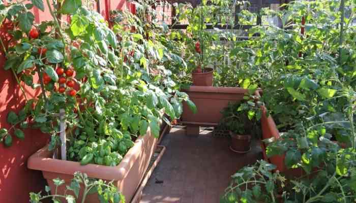 How to Grow Tomatoes on a Balcony - 11 Easy Steps 1 Grow-Tomatoes-on-a-Balcony