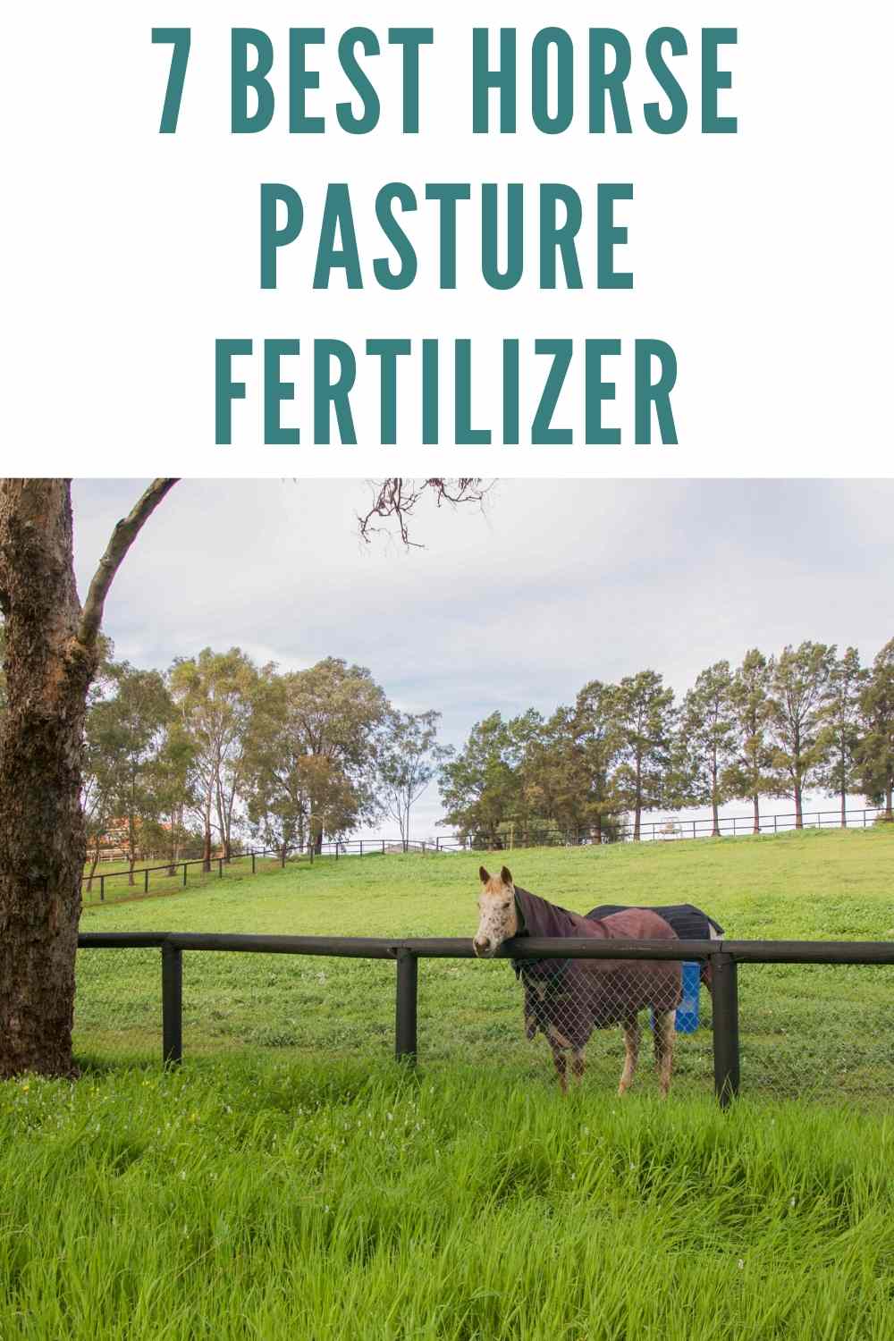 7 Best Fertilizer for Horse Pasture - (2021 Reviews & Guide) 8 fertilizer for horse pasture