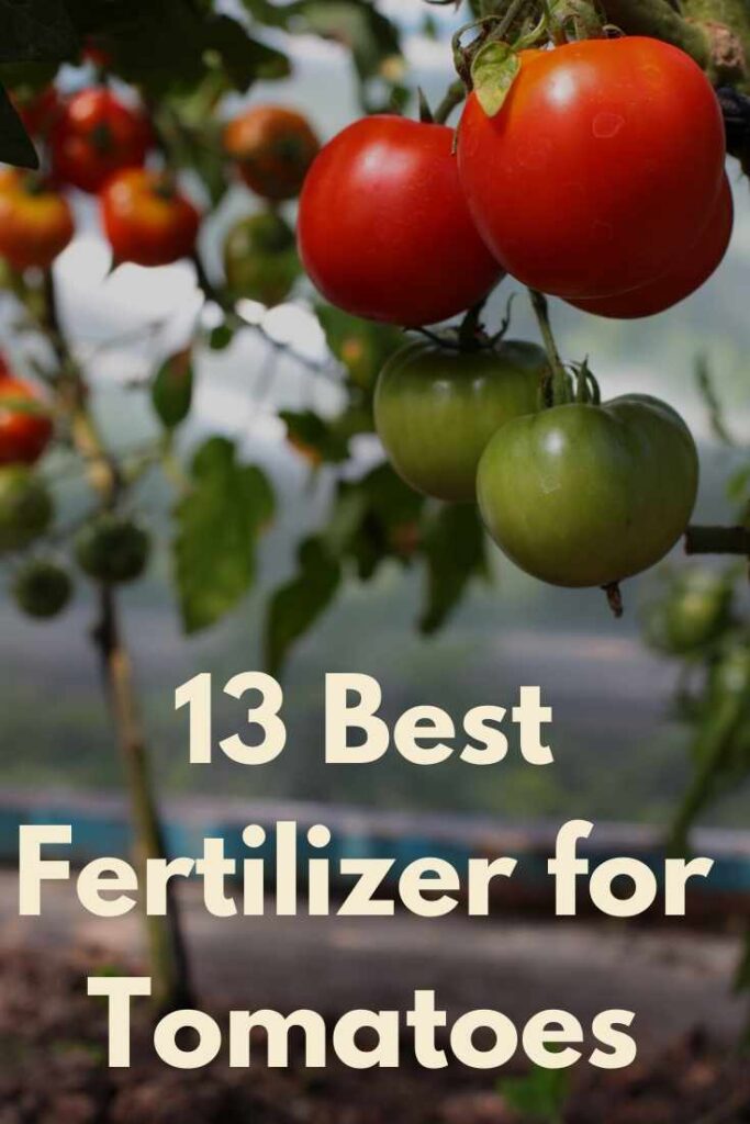 The 13 Best Fertilizer for Tomatoes - 2021 Reviews & Guide 14 tomatoes-fertilizer