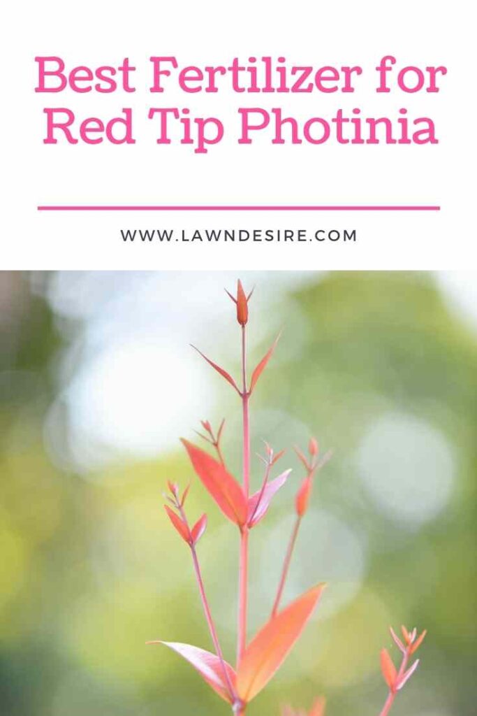 The 7 Best Fertilizer for Red Tip Photinia 8 Fertilizer-for-Red-Tip-Photinia