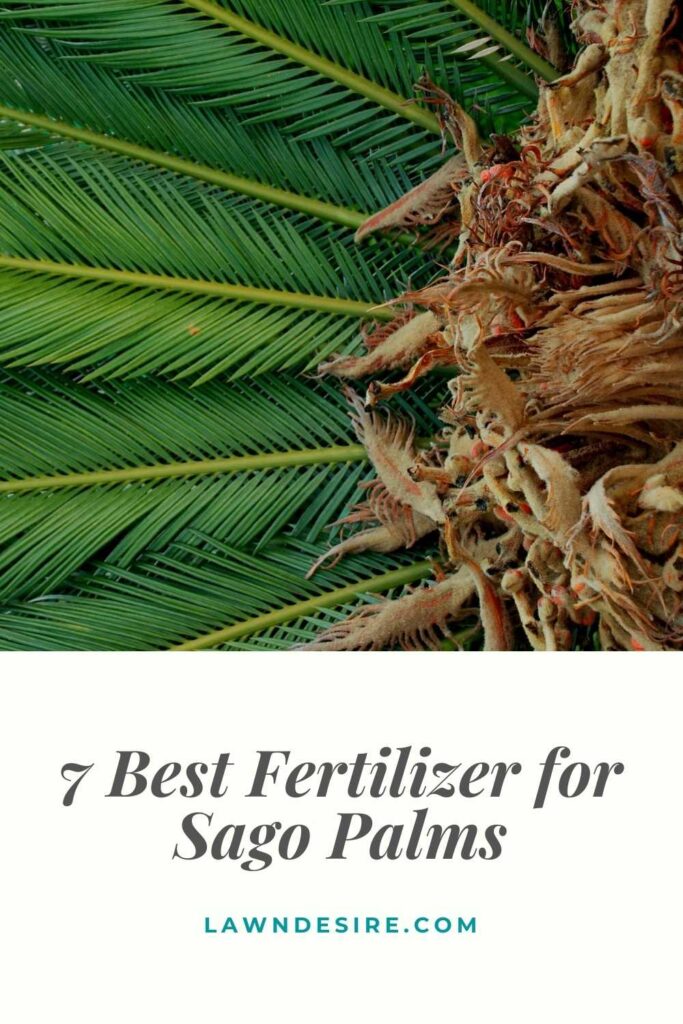 7 Best Fertilizer for Sago Palms - 2021 Reviews 8 Fertilizer for Sago Palms