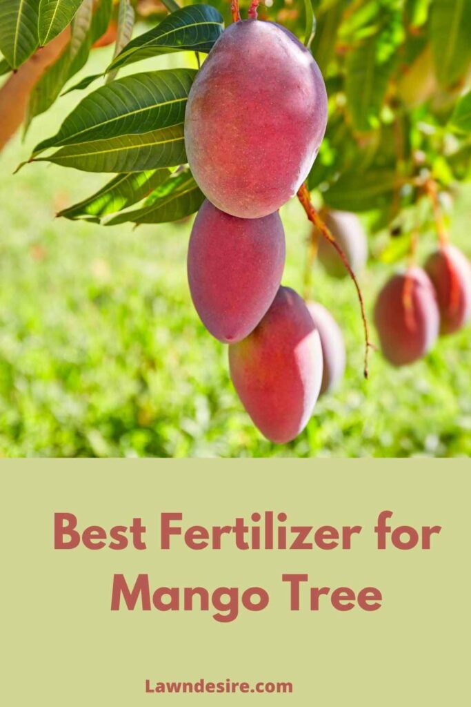 Best Fertilizer for Mango Trees in 2021 (Reviews & Guide) 8 best fertilizer for mango tree 2020