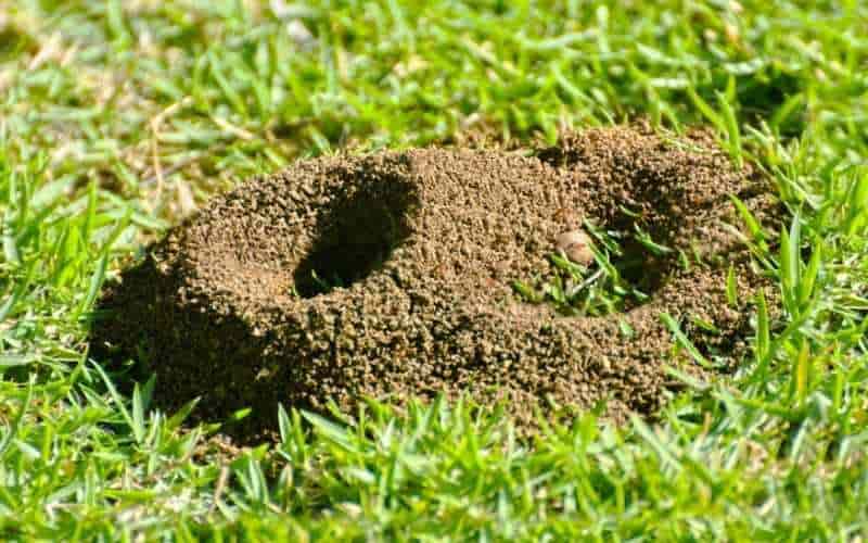 How to Get Rid of Ants in Grass Naturally - Home Remedies 1 ants in yard infestataion