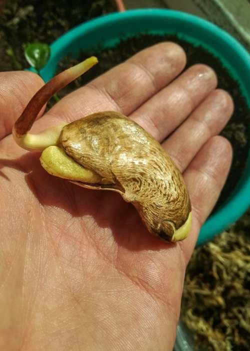 How to Grow Mango Seed in the Water? 1 growing-mango-in-water
