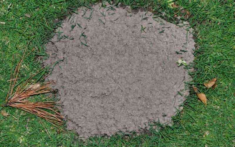 How to Get Rid of Ants in Grass Naturally - Home Remedies 2 how to get rid of large ant hills