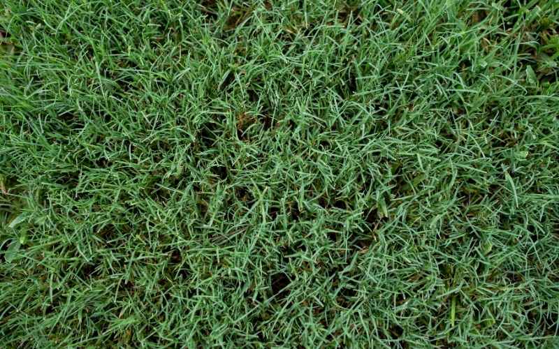 4 Grasses That Can Be Grown Anywhere 4 bermuda grass