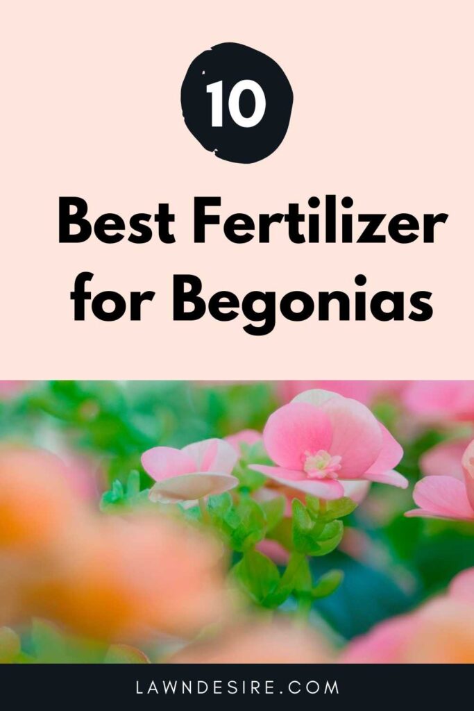 10 Best Fertilizer for Begonias (Reviews & Guide ) 2021 11 Fertilizer for Begonias