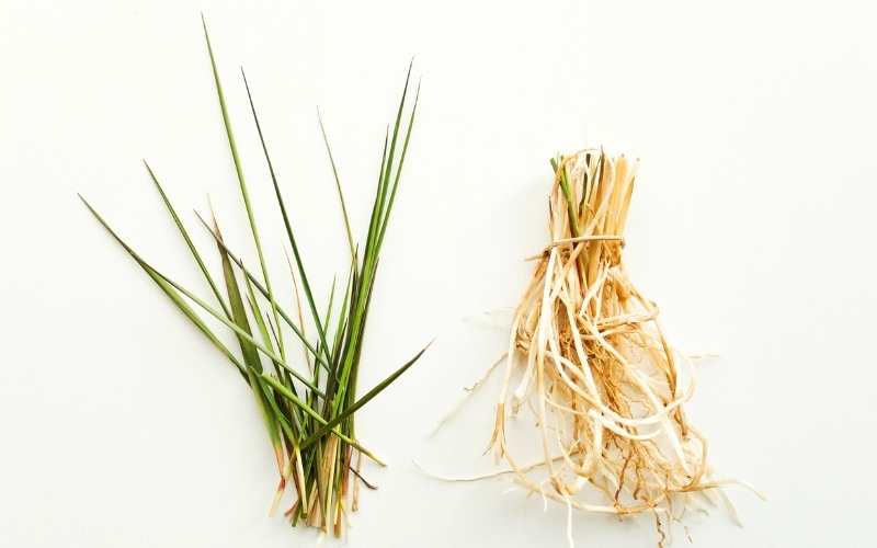 4 Grasses That Can Be Grown Anywhere 2 Kentucky bluegrass