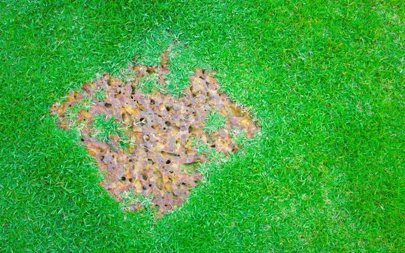 4 Grasses That Can Be Grown Anywhere 3 Zoysia grass