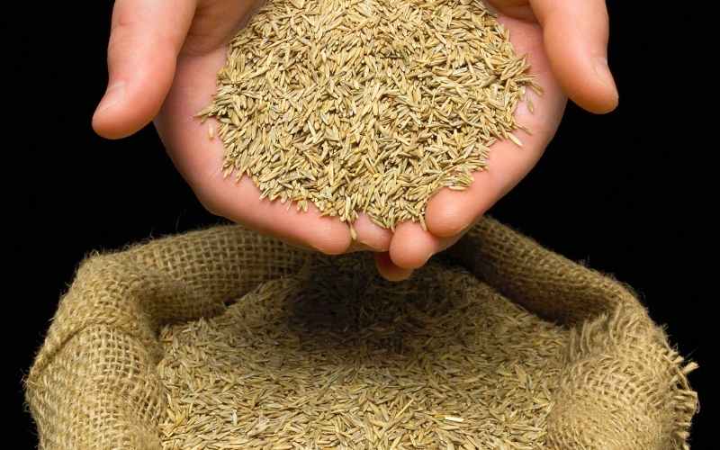 How Much Grass Seed Do I Need? 1 How Much Grass Seed Do I Need per square