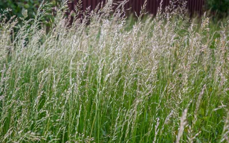 4 Grasses That Can Be Grown Anywhere 1 rye grass