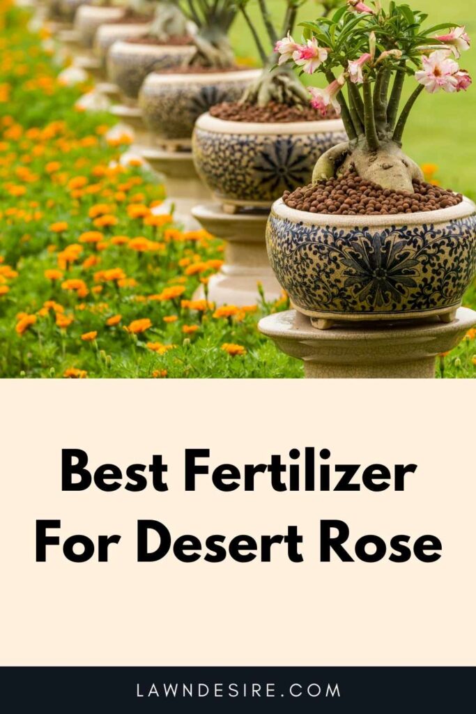9 Best Fertilizers For Desert Rose in 2021 10 Fertilizer For Desert Rose